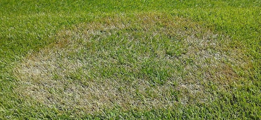 Conditions Promoting Brown Patch Disease