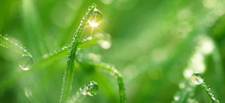 Trust Agrolawn to Tackle Fungal Diseases With Haste
