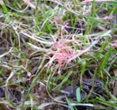 The 2 Common Fungal Diseases Invading Maryland and Virginia Lawns