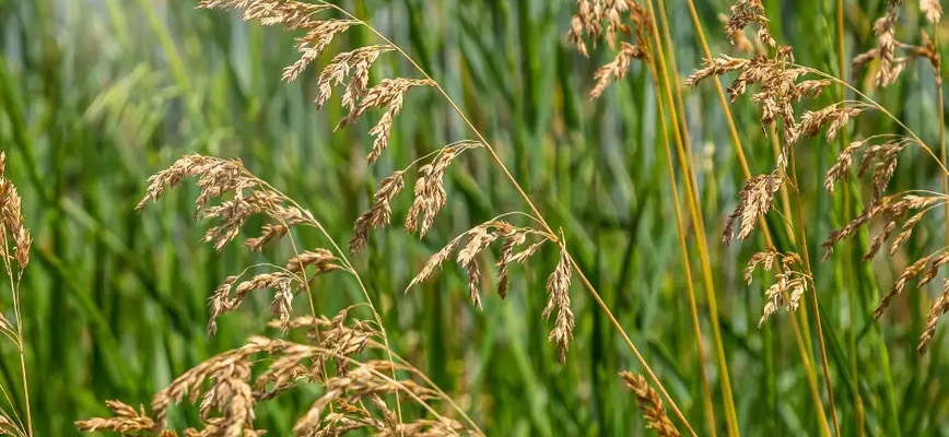 What Are the Differences Between Roughstalk and Annual Bluegrass?