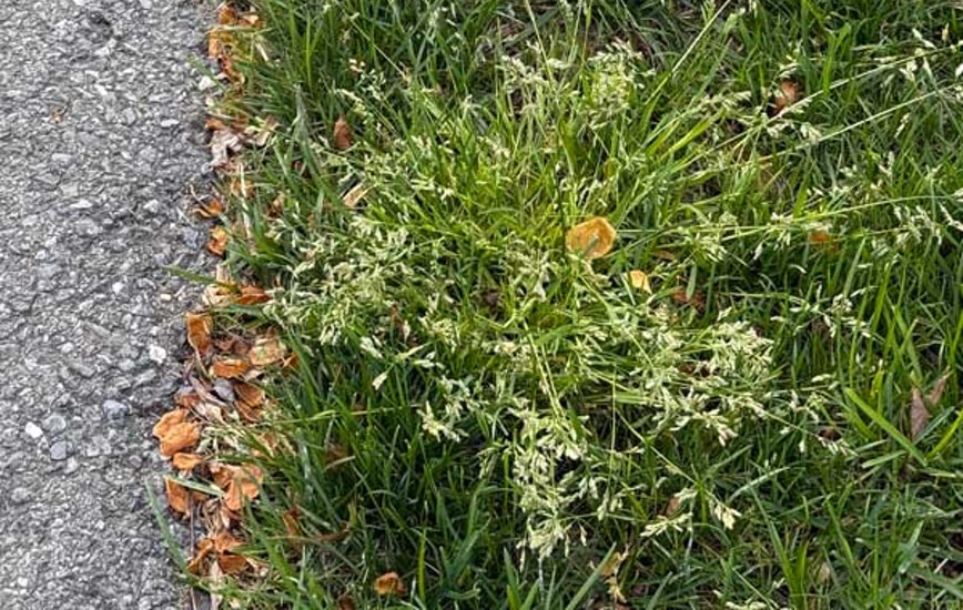 Why These Similar Bluegrasses Are Your Lawn\'s Foes