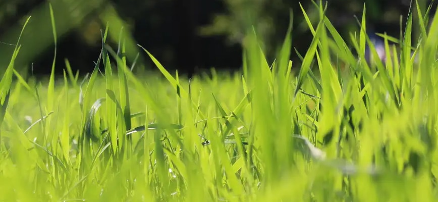 Our True Grassy Friend: Turf-type Tall Fescue
