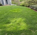 Weedy Grass: Friends or Foes? How Roughstalk Bluegrass and Annual Bluegrass Affect Our Lawns