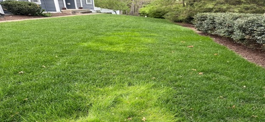 Weedy Grass: Friends or Foes? How Roughstalk Bluegrass and Annual Bluegrass Affect Our Lawns